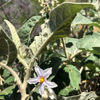 *Unknown alien plant